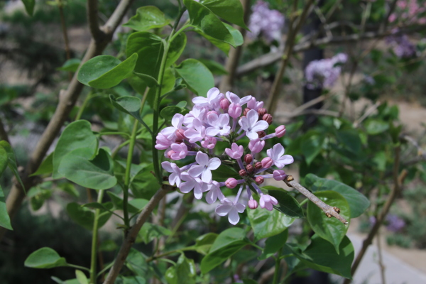 丁香花