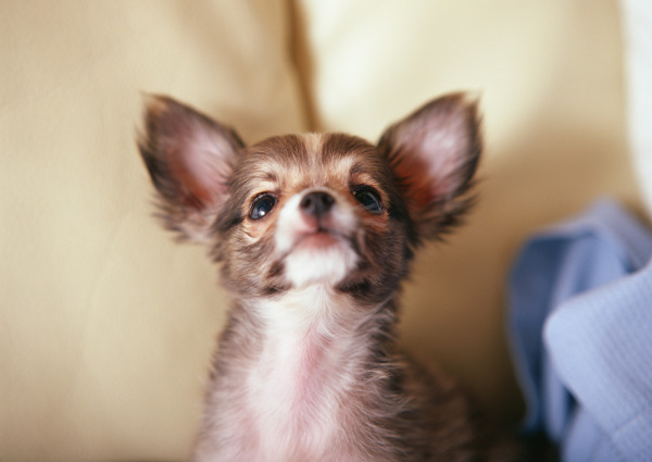 大耳朵小狗图片