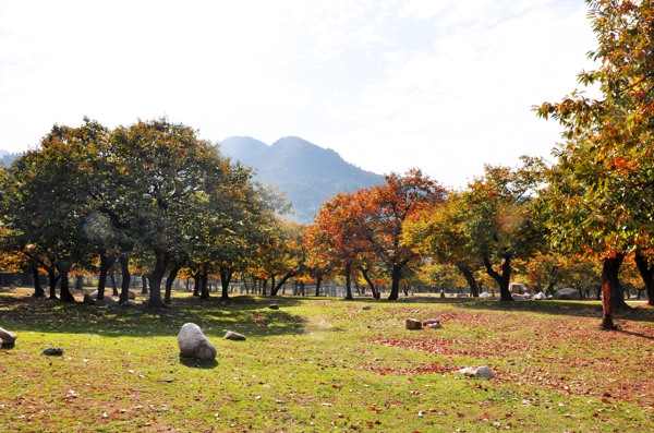 秦岭山草园区秋景图图片