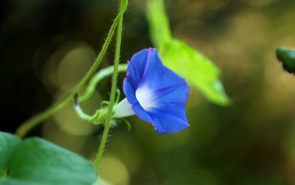 蓝色牵牛花