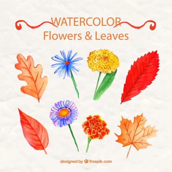 水彩花卉和叶子图片