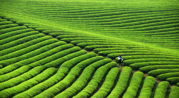 上山采茶图片