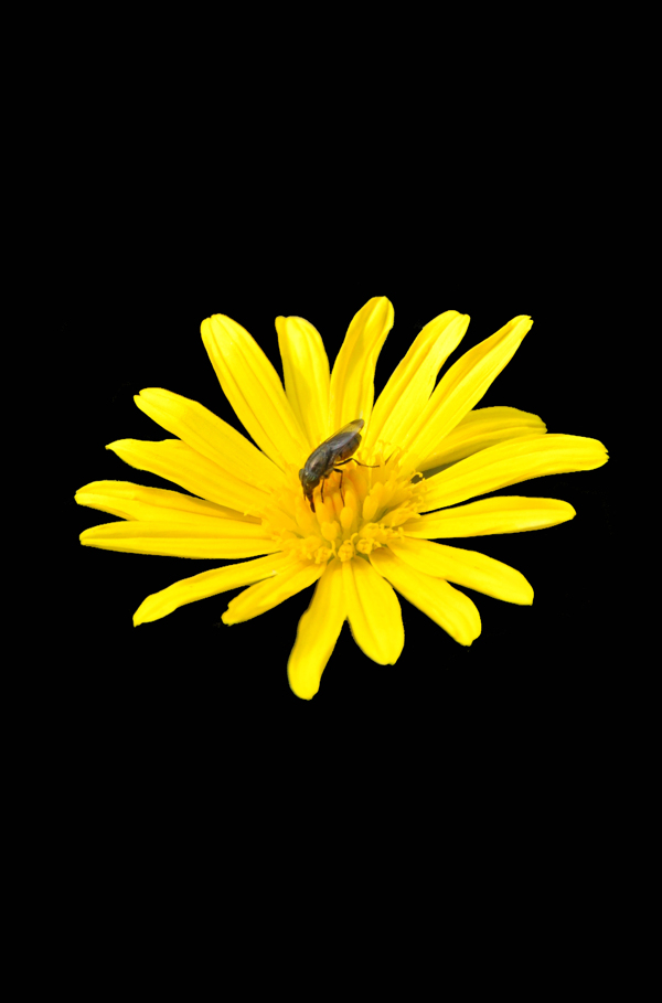 位图植物花朵写实花卉高清免费素材
