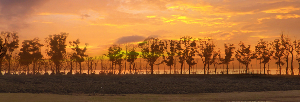 旅游夕阳下树林唯美背景banner