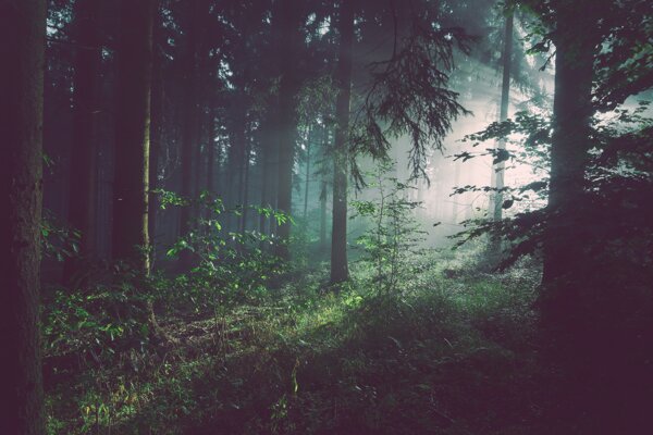 森林光束