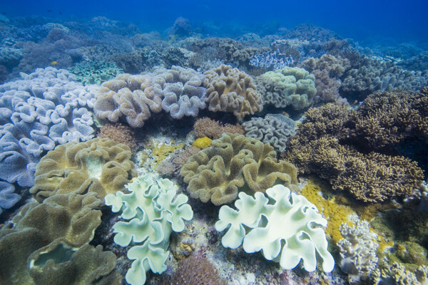 多彩的珊瑚礁群