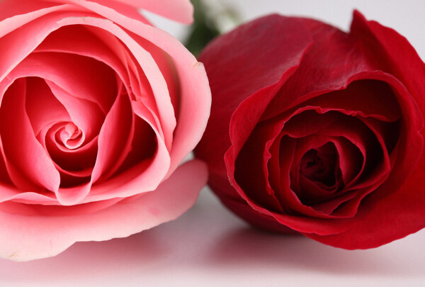 红玫瑰与粉玫瑰图片