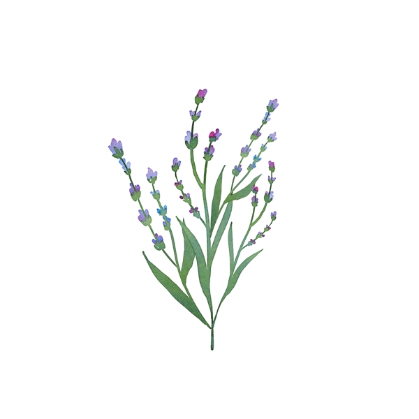 植物花朵紫色小花树枝花香迷人