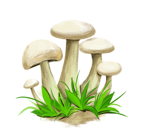 草原白蘑菇