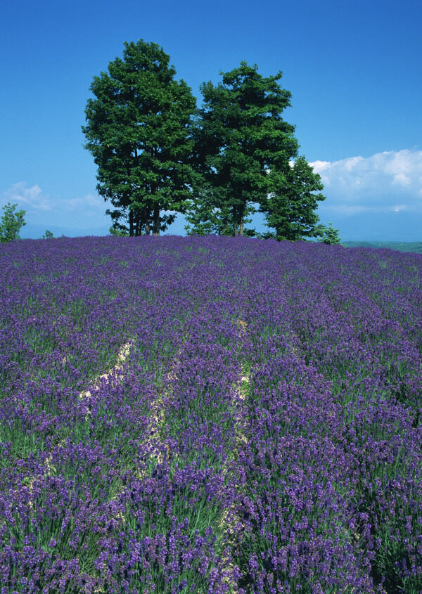 薰衣草花田