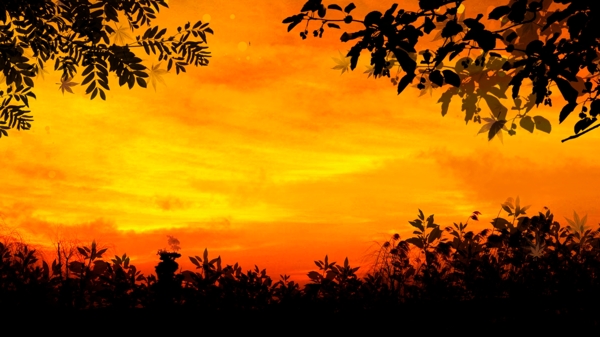 红色夕阳下的树叶剪影背景