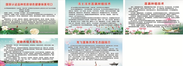 莲藕生态园海报