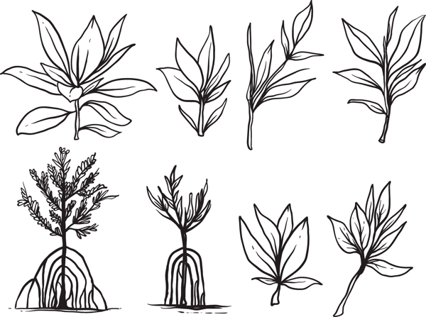 手绘植物叶子矢量图图片