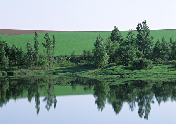 湖面树林草原图片
