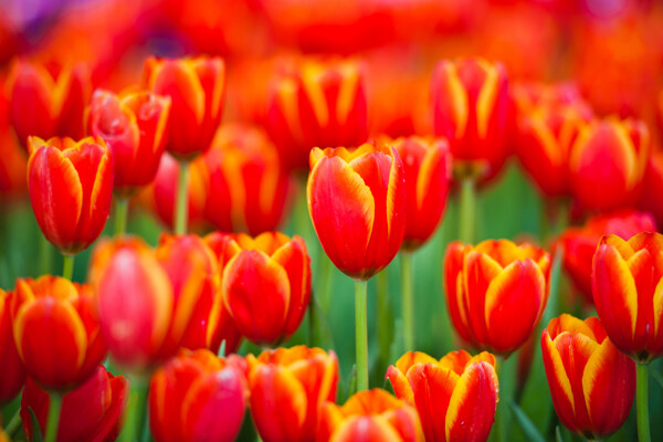 郁金香花花田图片