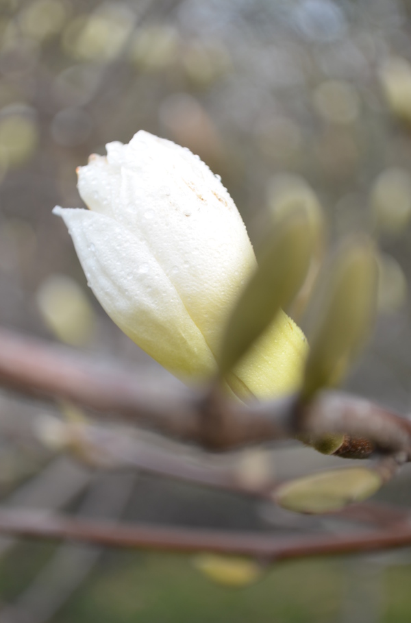 白玉兰花图片