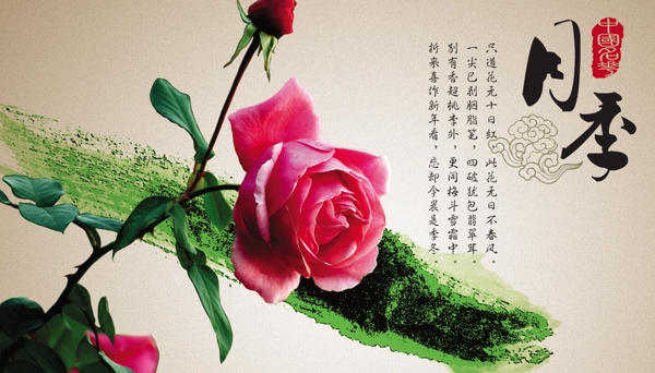中国名花只月季图片