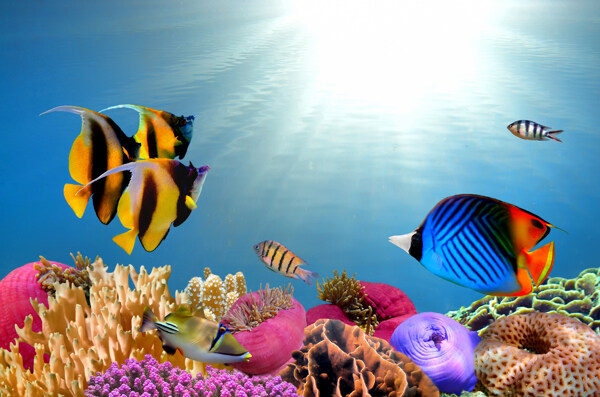 海底世界生物鱼类高清图片