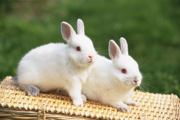 两只小白兔图片