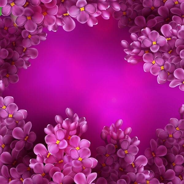 紫色浪漫薰衣草背景