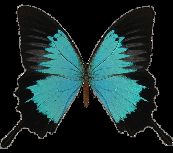 蓝黑色蝴蝶免抠png透明素材