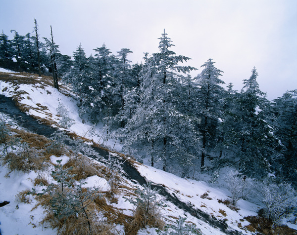高山雪松景色图片