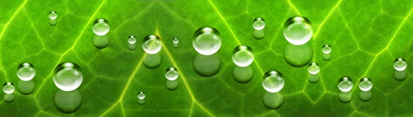 psd透明水滴绿图片