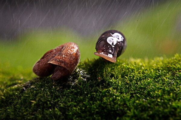 风雨中的蜗牛兄弟图片