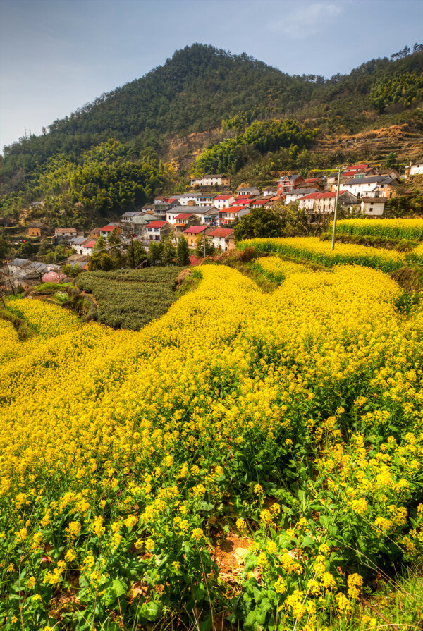 胥岭村油菜花