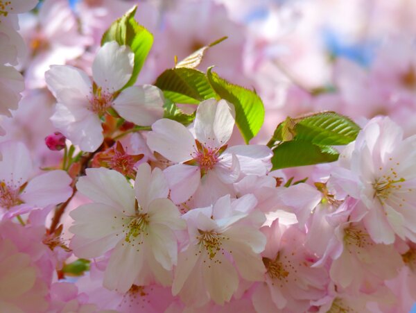 日本樱花