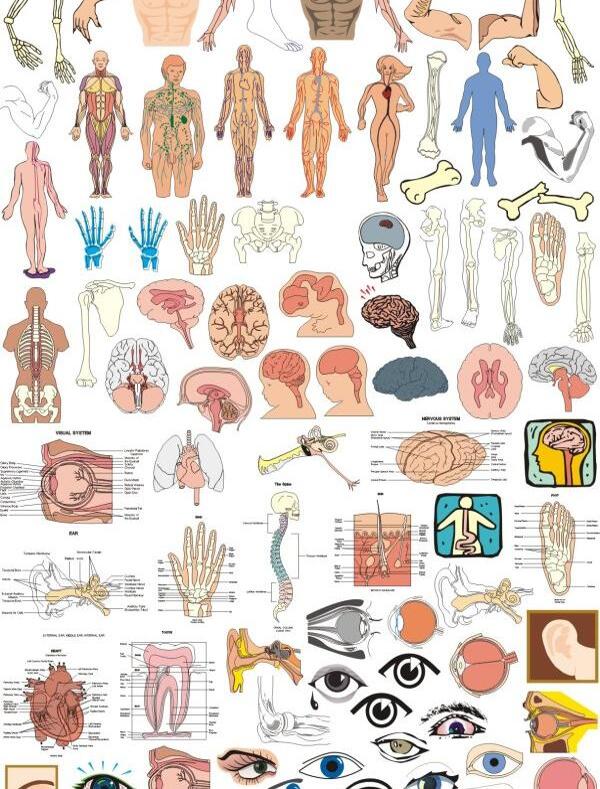 人体结构器官部位矢量图