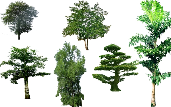 园林绿化植物树木PSD素材