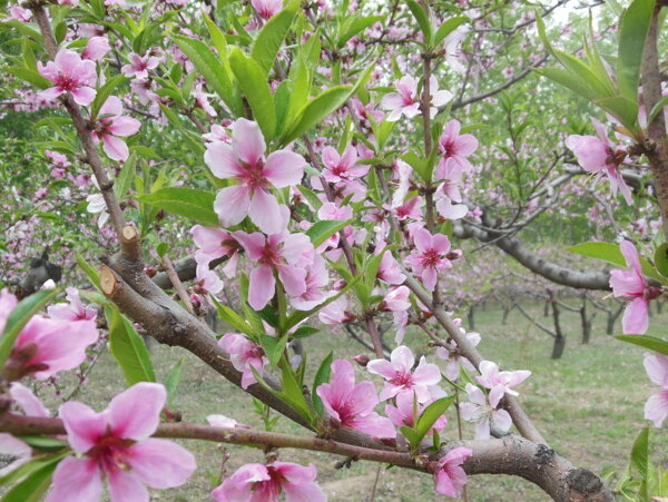 桃花图片