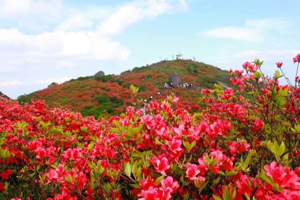 杜鹃花