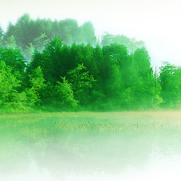 朦胧的绿色水系丛林