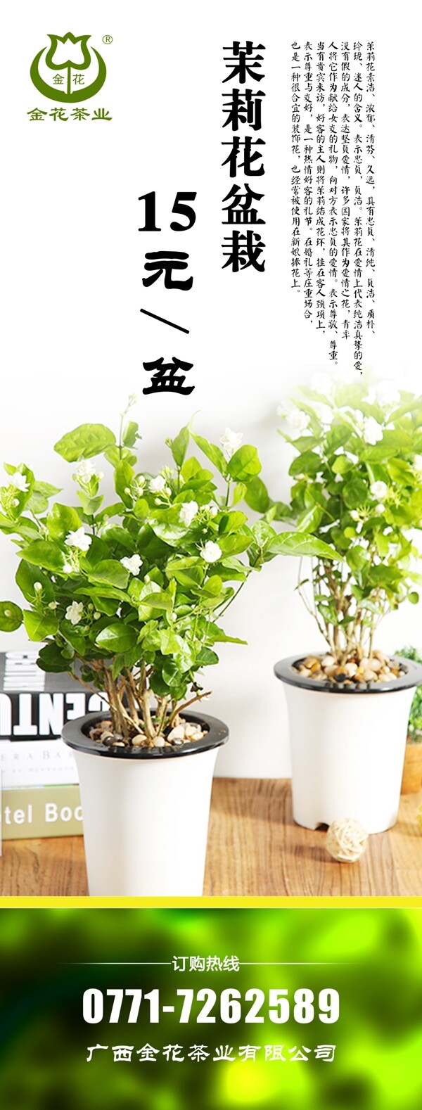 茉莉花盆栽易拉宝