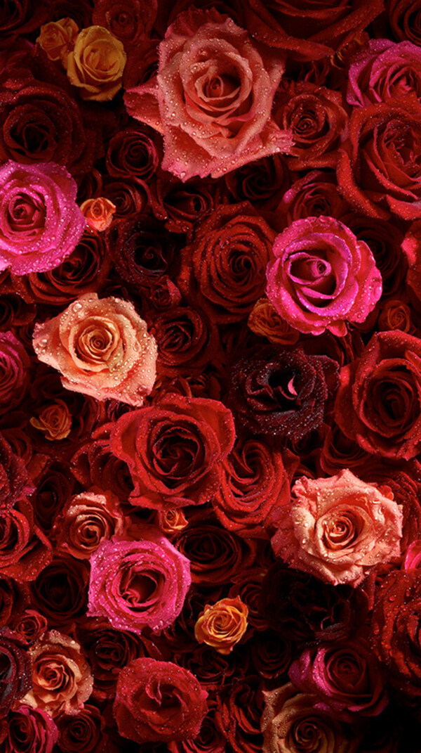 红色玫瑰花H5背景素材