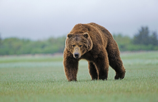 草地上的熊