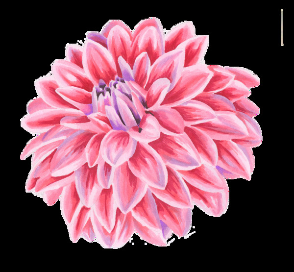 花开绚烂粉色花朵图片素材
