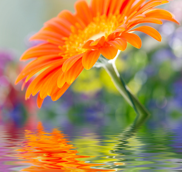 美丽鲜花与水面倒影图片