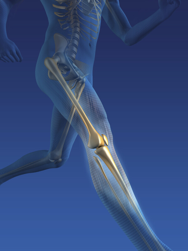 腿部骨骼关节图片