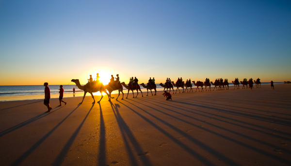 海滩骆驼图片
