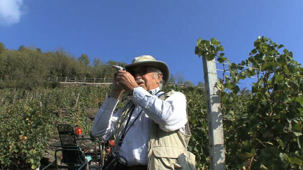 意大利希德测试葡萄与机器股份的录像视频免费下载