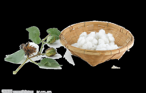 成熟的新鲜棉花png元素素材
