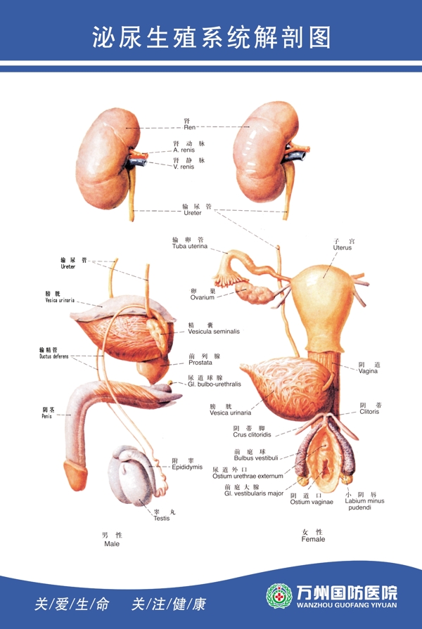 泌尿生殖系统解剖图图片