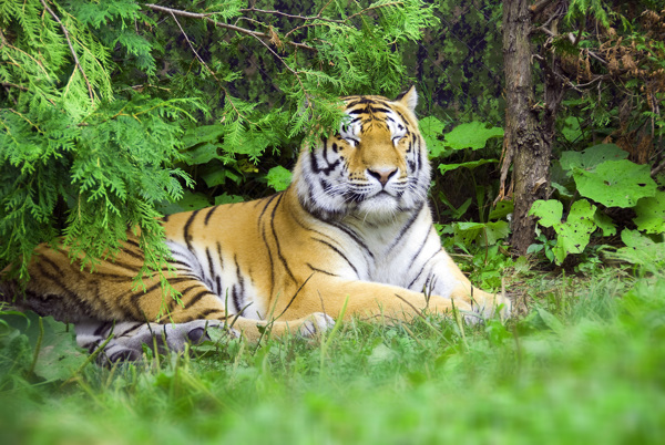 趴在草地上的老虎图片