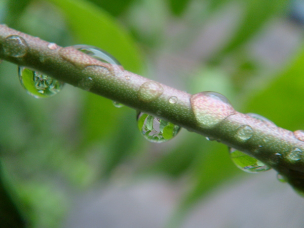 雨后树枝水滴图片