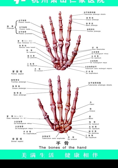 手骨图片