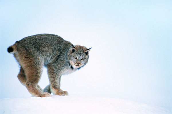 雪地上的野猫图片