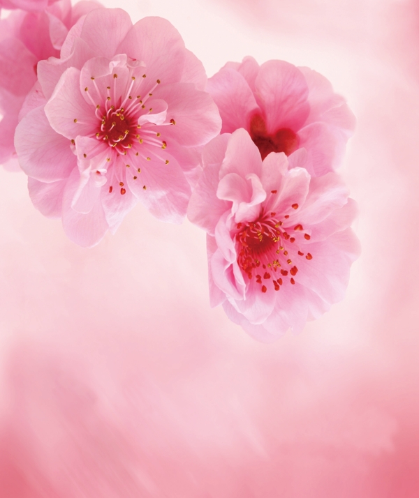 粉色桃花吊顶图案